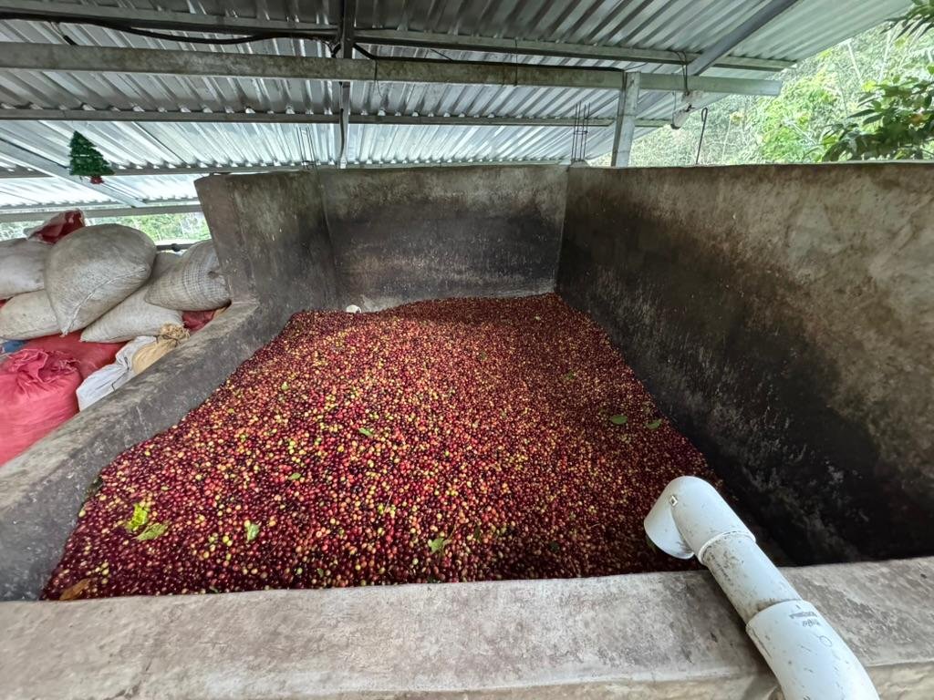 Manejo de aguas residuales en beneficio de café